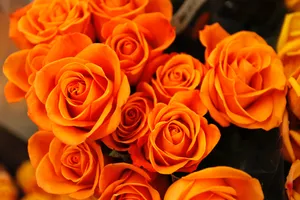 Orange Roses Flowers Wallpaper