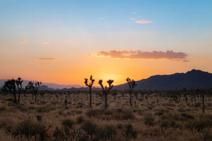 Orange Sands Of The Desert At Sunset Wallpaper