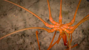 Orange Sea Spider On Sandy Bottom Wallpaper