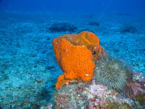 Orange_ Sea_ Sponge_ Underwater Wallpaper