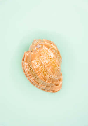 Orange Seashell With Patterns Wallpaper