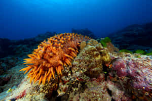 Orange Spined Sea Cucumber Wallpaper