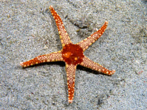 Orange Spotted Sea Staron Sand Wallpaper