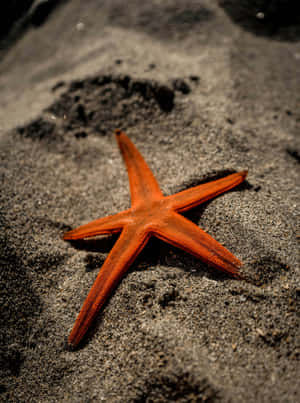 Orange Starfishon Sand Wallpaper