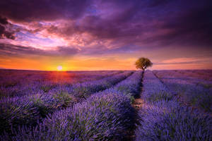 Orange Sun And Lavender Desktop Wallpaper