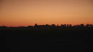 Orange Sunset And Forest Trees Horizon Wallpaper