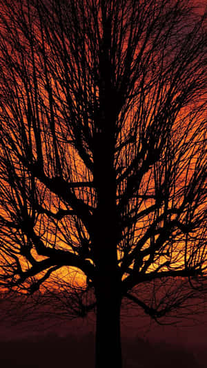 Orange Sunset Silhouette Tree Wallpaper