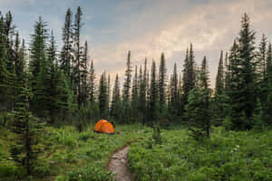 Orange Tent Camping Desktop Wallpaper