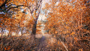 Orange Trees Early Fall Wallpaper