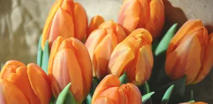 Orange Tulips In A Vase Wallpaper