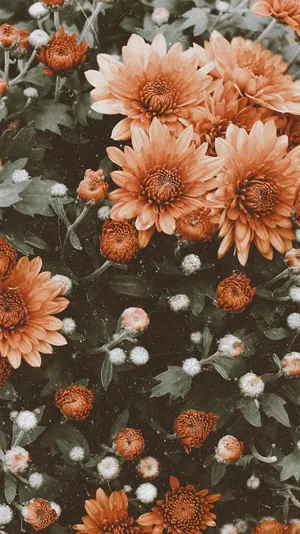 Orange Vintage Flower Aesthetic Chrysanthemums Wallpaper