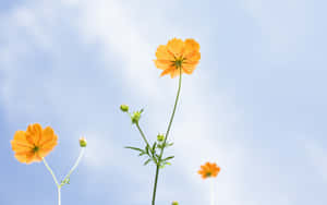 Orange Wildflowers Against Blue Sky Wallpaper