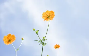 Orange Wildflowers Against Blue Sky Wallpaper
