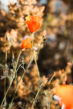 Oranges Aesthetic Poppy Flowers Wallpaper