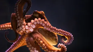 Orangutan Orange Octopus Wallpaper
