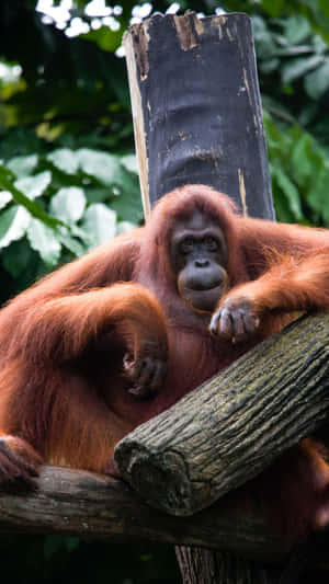 Orangutan_ Perched_ At_ Singapore_ Zoo Wallpaper