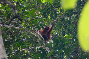 Orangutanin Natural Habitat Wallpaper