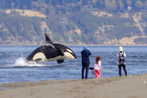 Orca Breaching Near Beach Spectators Wallpaper