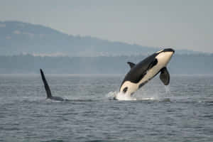 Orca Breaching Near Coastline Wallpaper