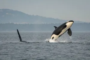 Orca Breaching Near Coastline Wallpaper