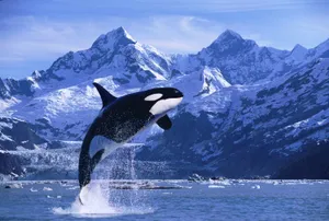 Orca Breaching Near Mountain Range Wallpaper