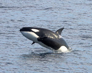 Orca Breaching Near Surface.jpg Wallpaper