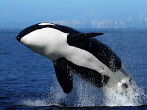 Orca Breachingin Blue Waters.jpg Wallpaper