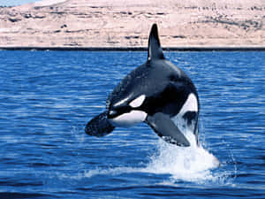 Orca Leaping Against Blue Sky Wallpaper