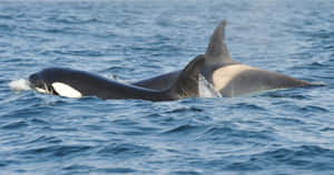 Orca Pair Swimmingin Ocean Wallpaper