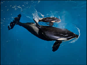 Orca Pair Underwater Dance.jpg Wallpaper