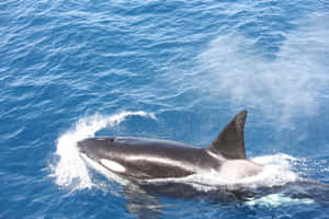 Orca Surfacingin Blue Ocean Waters Wallpaper