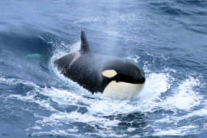 Orca Surfacingin Ocean Waves Wallpaper