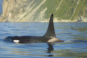 Orca Swimming Near Mountainous Coastline.jpg Wallpaper