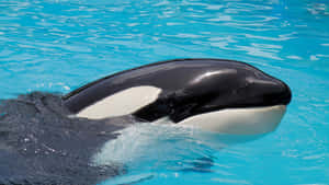 Orca Swimmingin Clear Blue Water Wallpaper