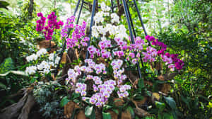 Orchid Display Singapore Botanic Gardens Wallpaper