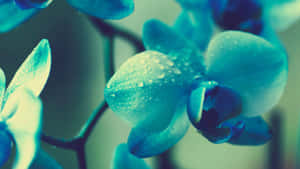 Orchid Teal Flower Wallpaper