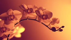 Orchids Wallpapers Hd - Wallpapers For Desktop Wallpaper