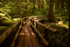 Oregon Footbridge Path Wallpaper