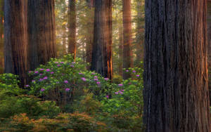 Oregon Forest Purple Wallpaper