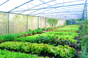 Organic Farming 1900 X 1267 Wallpaper Wallpaper