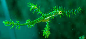 Ornate Pipefish In Coral Reef Wallpaper