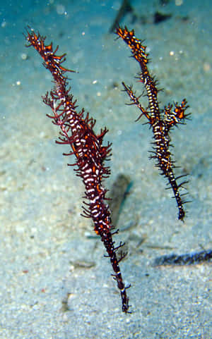 Ornate Pipefish Underwater Photography Wallpaper