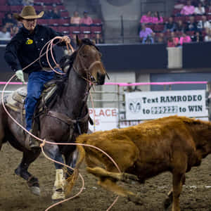 Ornery Black Horse Attacking Brown Horse Wallpaper