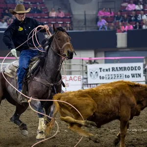 Ornery Black Horse Attacking Brown Horse Wallpaper