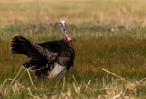 Ornery Wild Turkey In Grass Wallpaper