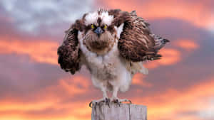 Osprey At Sunset Perch Wallpaper