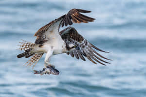 Osprey Catching Fish In Flight Wallpaper