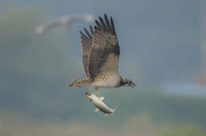 Osprey Catching Fish In Flight Wallpaper