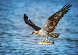 Osprey Catching Fish In Flight Wallpaper