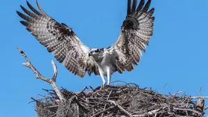 Osprey Everglades National Park Wallpaper